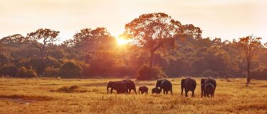 Best safari parks Africa