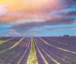 Nice: Lavender fields